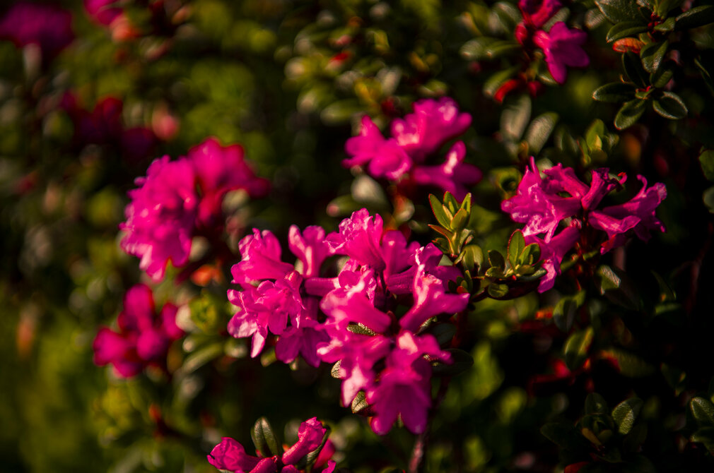 Almrosen am Zirbenweg